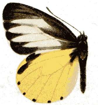 Image of Mylothris sagala Grose-Smith 1886