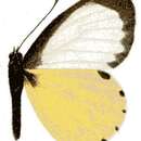 Image of Mylothris crawshayi Butler 1896