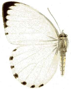 Image of Dixeia capricornus (Ward 1871)