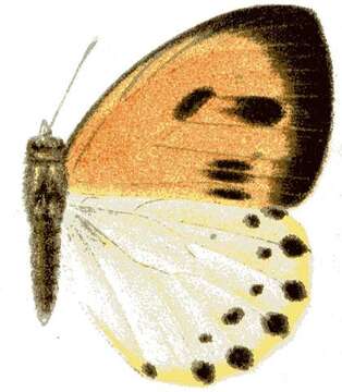 Image of Dixeia cebron (Ward 1871)