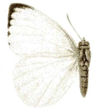 Image of Dixeia orbona (Geyer (1837))