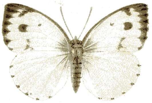 Image of Dixeia doxo (Godart (1819))