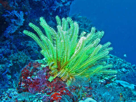 Image of Noble Feather Star