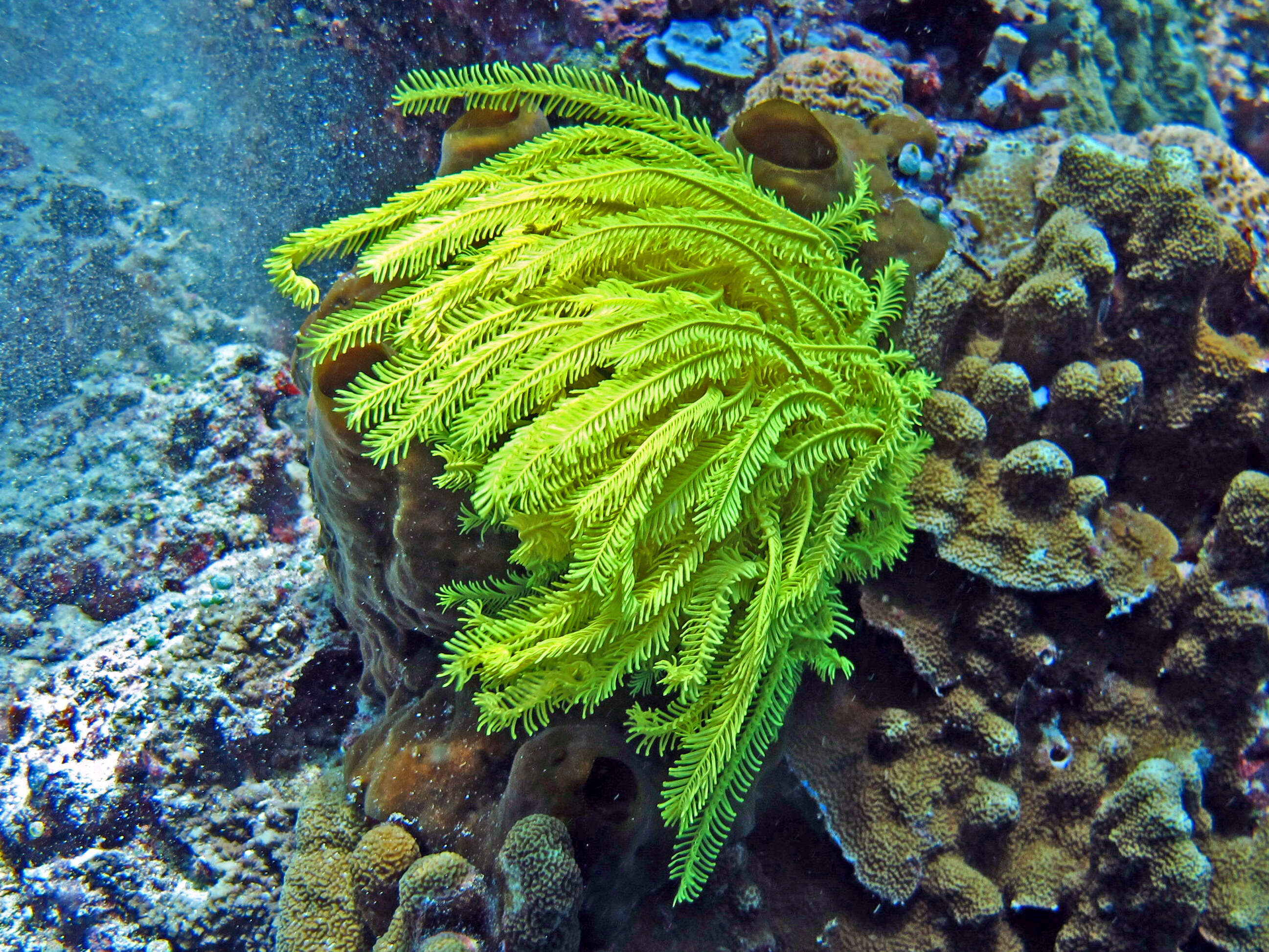 Image of Noble Feather Star