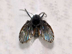 Image of Clogmia albipunctata