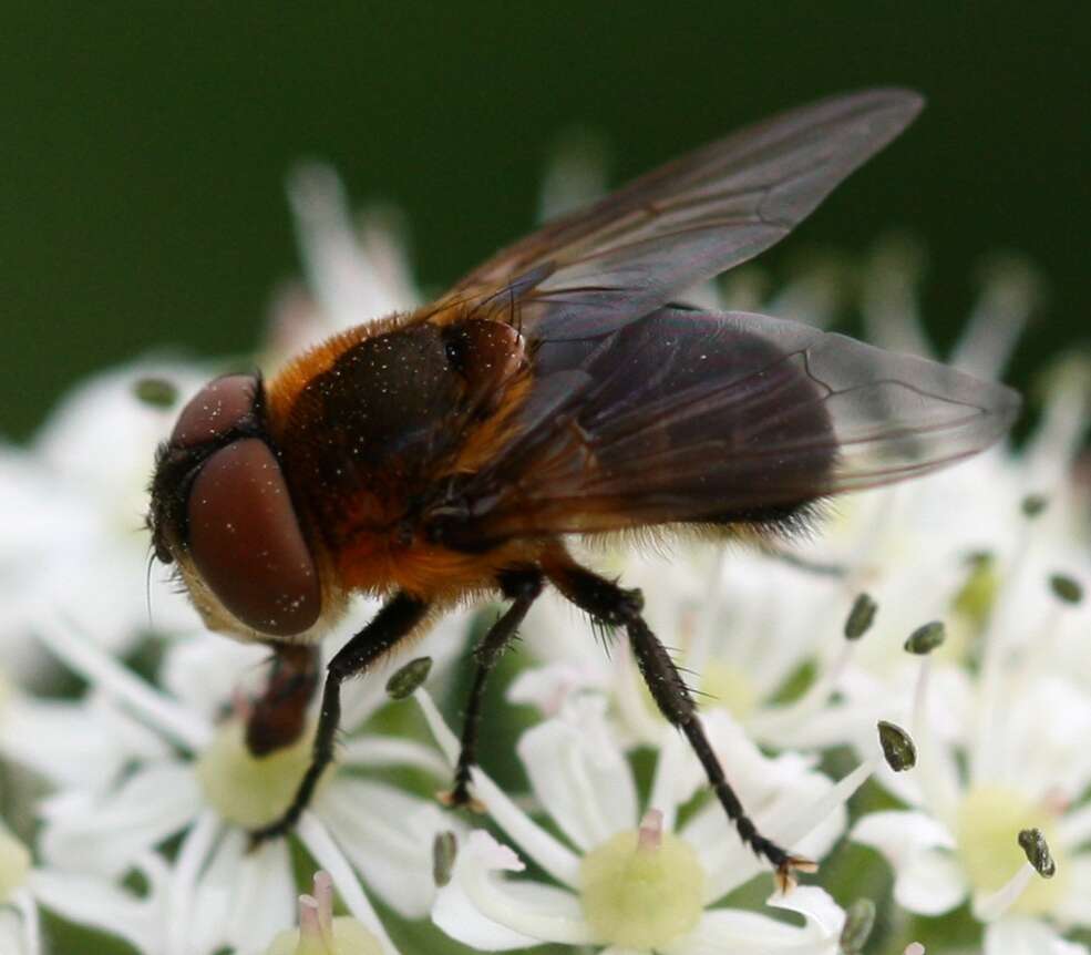 Image of Phasia hemiptera (Fabricius 1794)