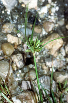 Image of Poorland flatsedge