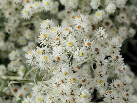 Image of Three-nerved Pearly Everlasting