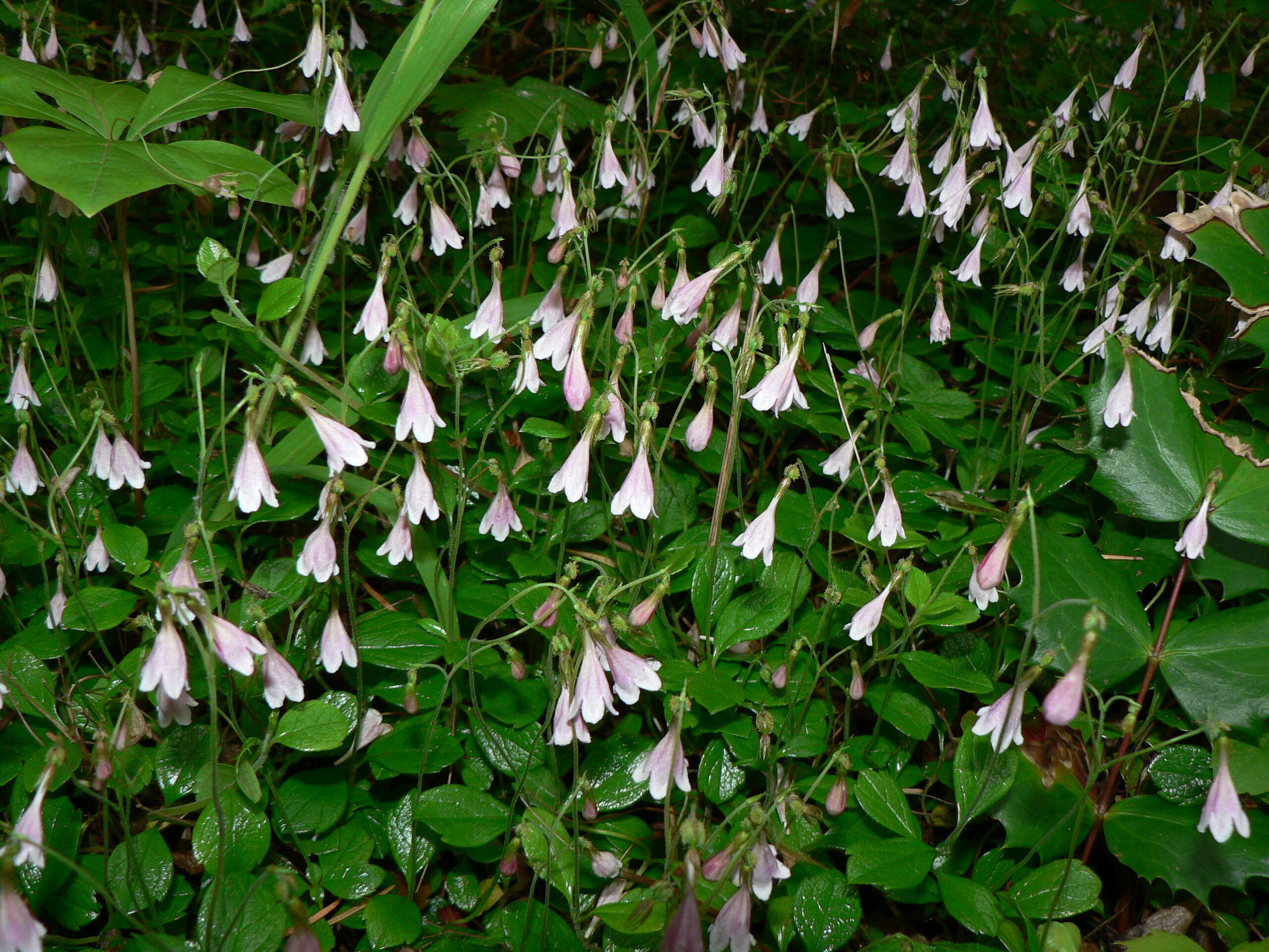 Image of Twinflower