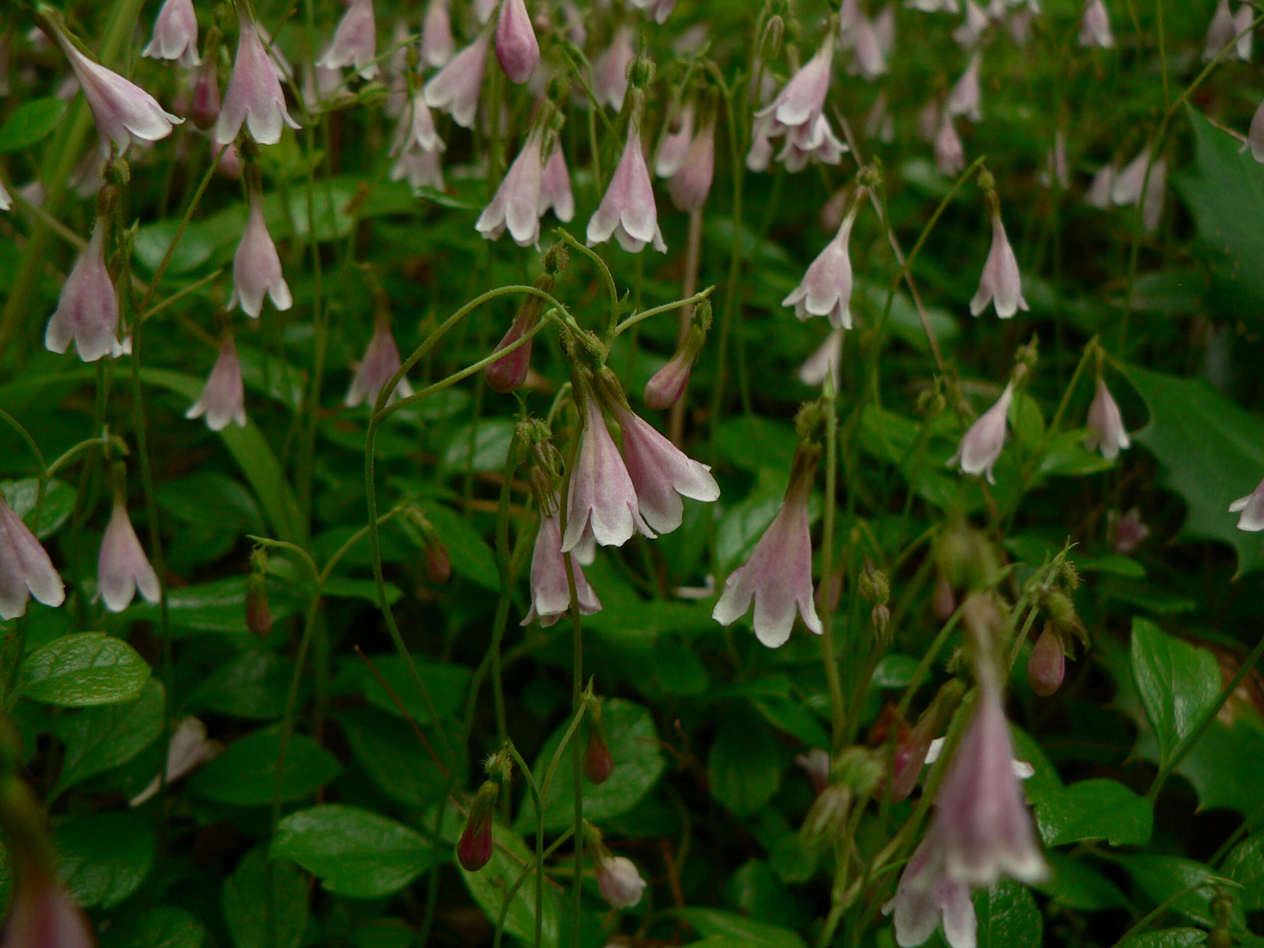 Image of Twinflower