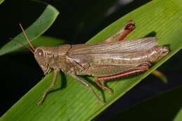 Melanoplus yarrowii (Thomas & C. 1875)的圖片