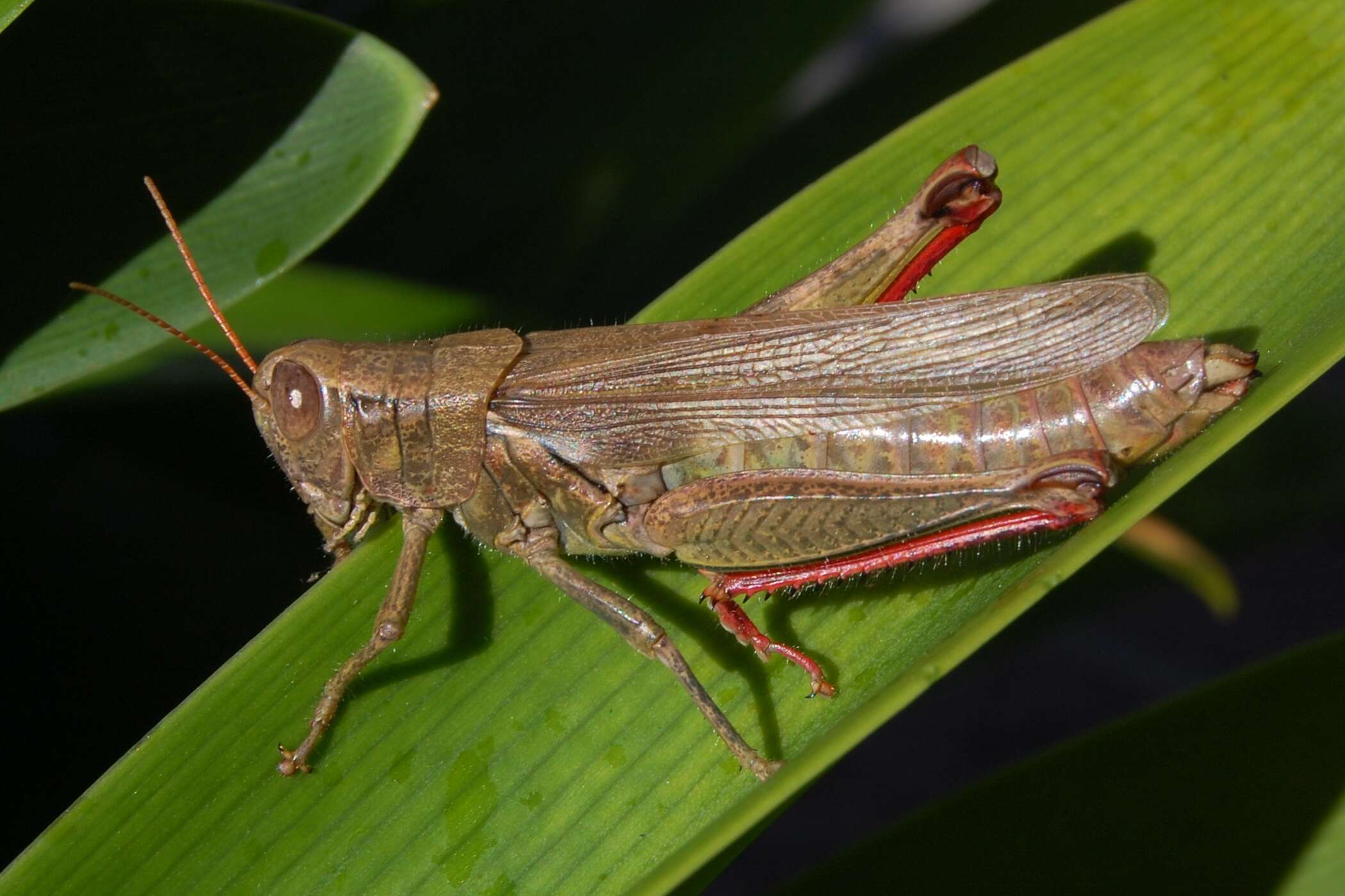 Слика од Melanoplus yarrowii (Thomas & C. 1875)