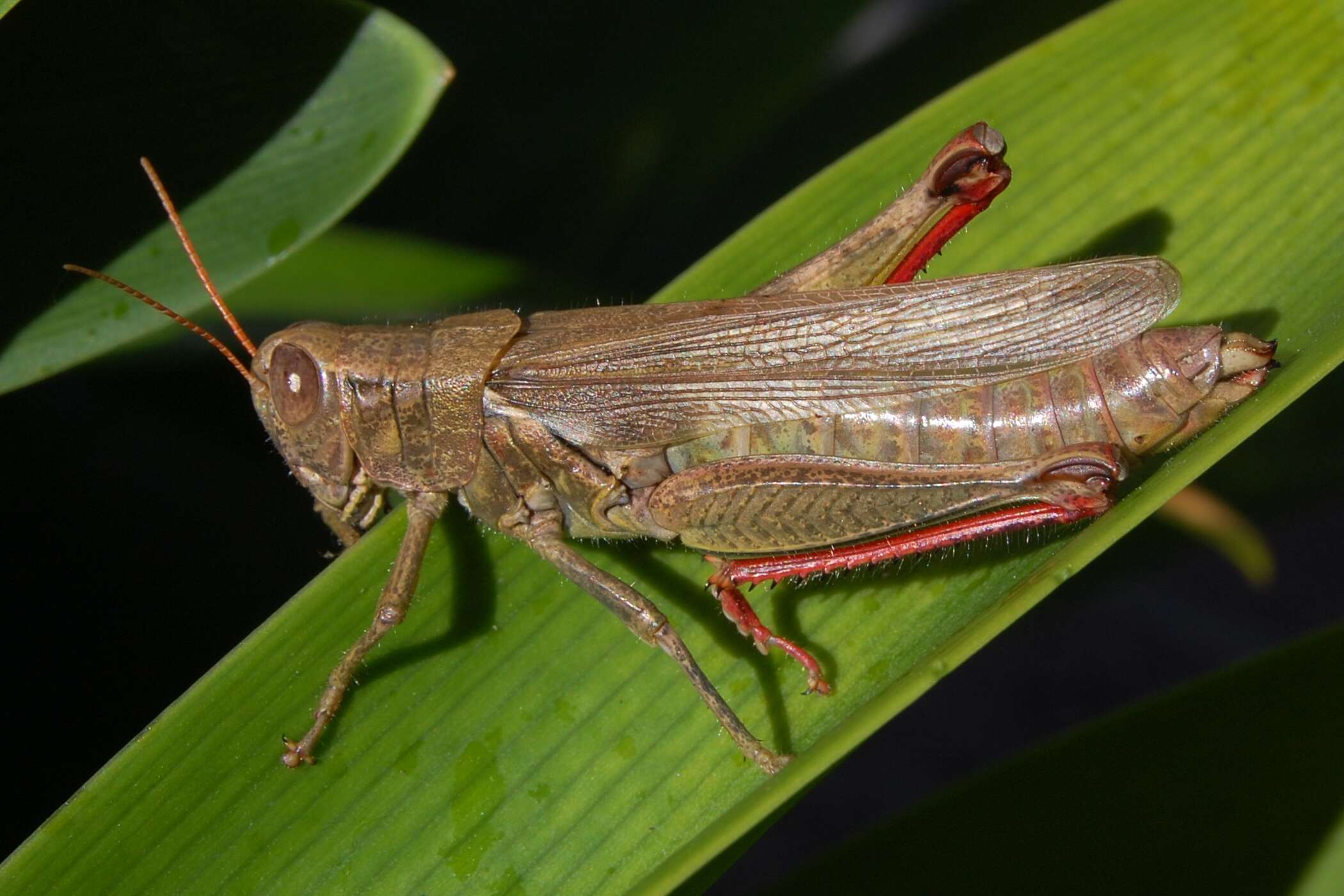 Слика од Melanoplus yarrowii (Thomas & C. 1875)