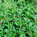 Image of Indian aster