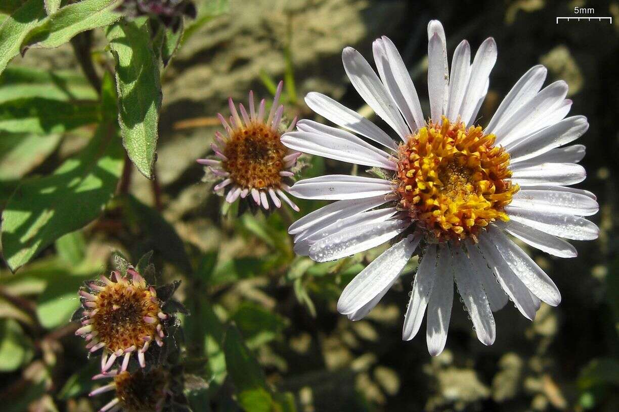 Eurybia merita (A. Nels.) G. L. Nesom resmi