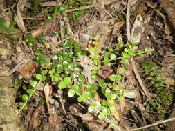 Image of Metrosideros perforata (J. R. & G. Forst.) A. Rich.