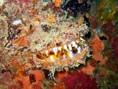 Image of Thorny oyster