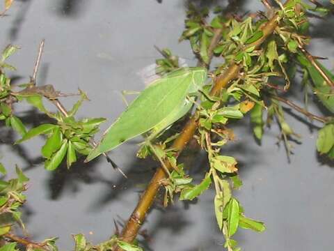 Image of Lesser Angle-winged Katydid