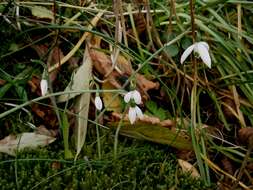 Image of Queen Olga's Snowdrop