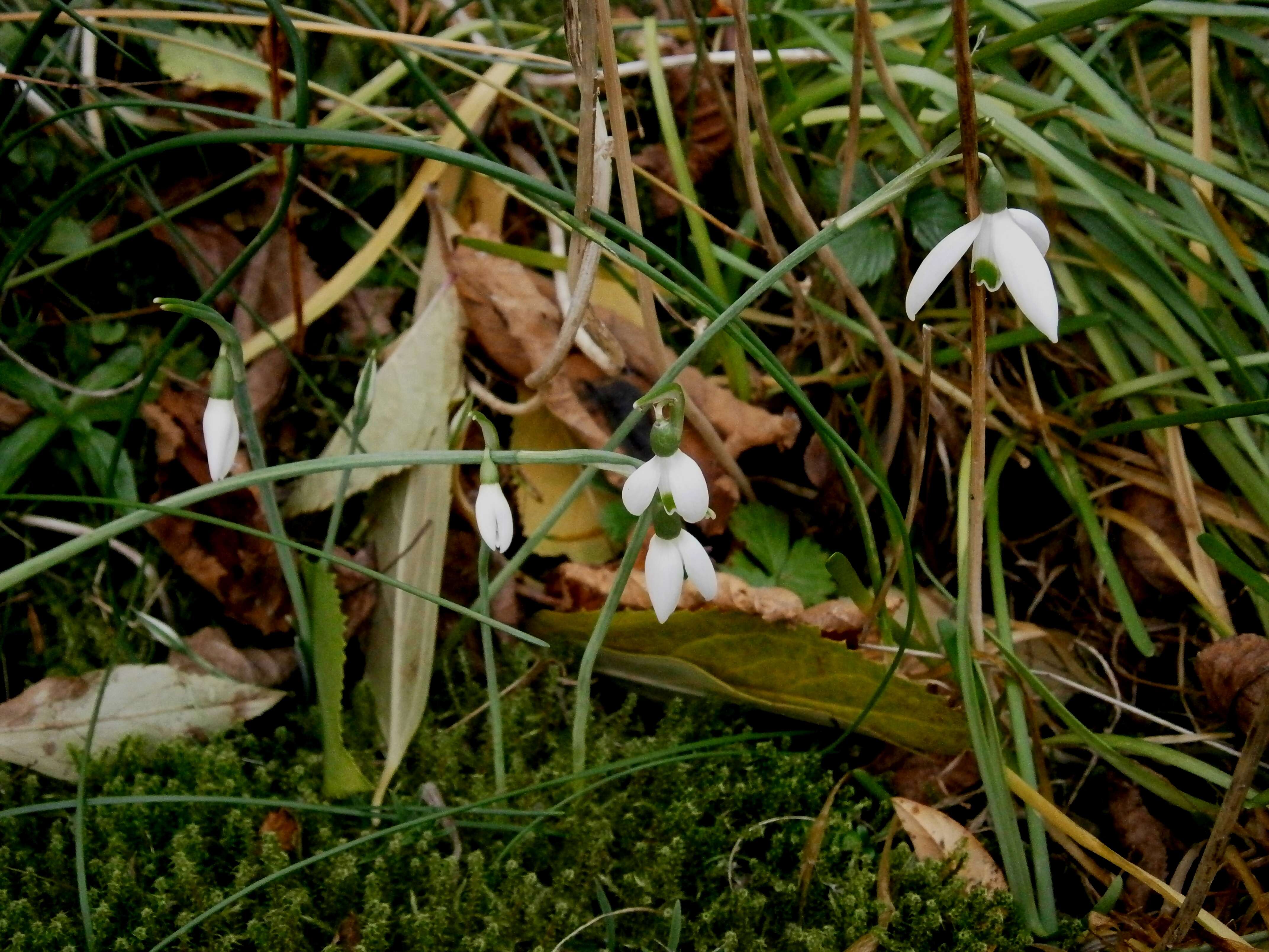 Image of Queen Olga's Snowdrop