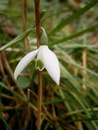 Image of Queen Olga's Snowdrop