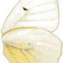Image of Colotis eunoma (Hopffer 1855)