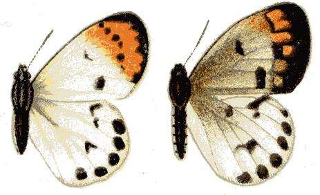 Sivun Colotis aurora (Cramer (1780)) kuva