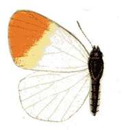 Sivun Colotis aurora (Cramer (1780)) kuva