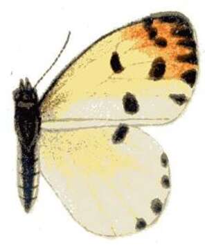 Sivun Colotis aurora (Cramer (1780)) kuva