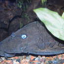 Image of Blue-eyed plec