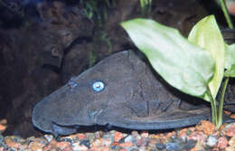 Image of Blue-eyed plec