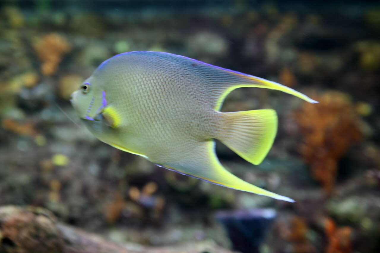 Image of Angelfish