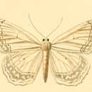 Image of Scopula concinnaria Duponchel 1842