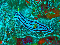 Image of Chromodoris boucheti