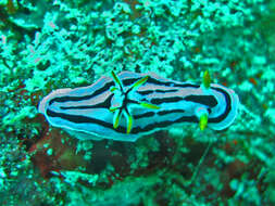 Image of Chromodoris boucheti