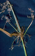 Image of panicled bulrush