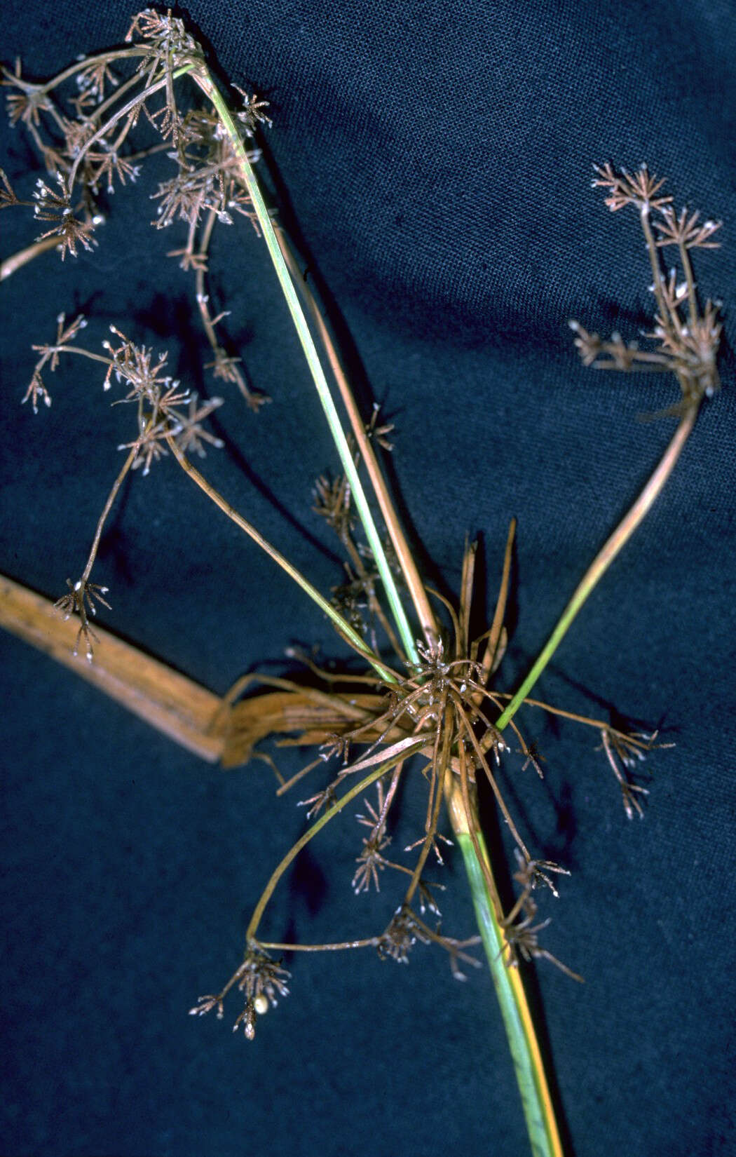 Image of panicled bulrush