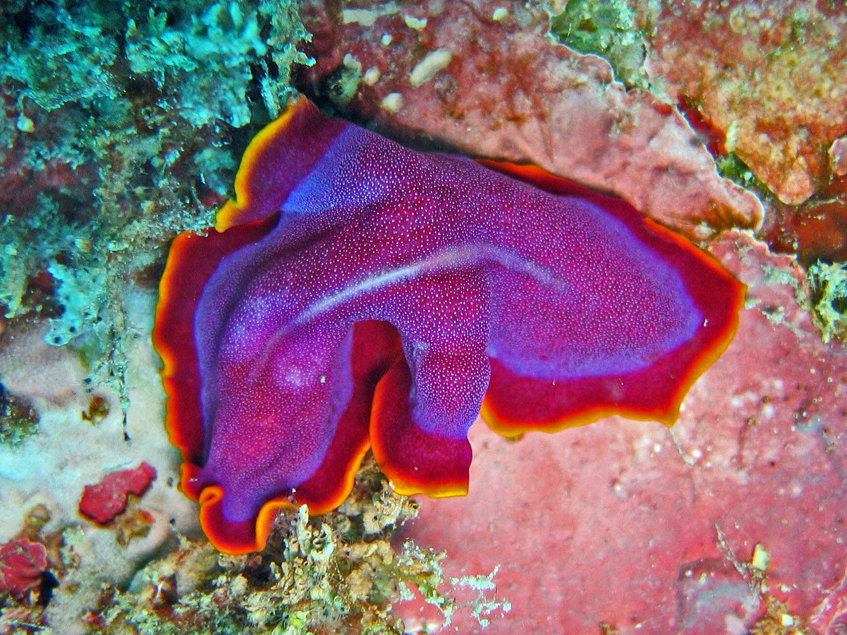 Image of white and purple flatworm