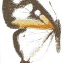 Image of Pseudaletis antimachus (Staudinger (1887))