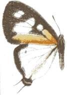 Слика од Pseudaletis antimachus (Staudinger (1887))