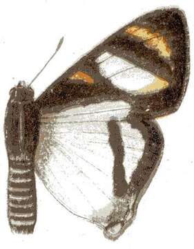 Слика од Pseudaletis leonis