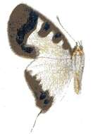 Image of Pseudaletis clymenus (H. H. Druce 1885)