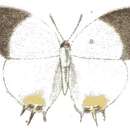 Image of Pseudaletis clymenus (H. H. Druce 1885)