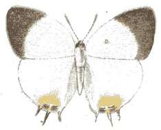 Image of Pseudaletis clymenus (H. H. Druce 1885)