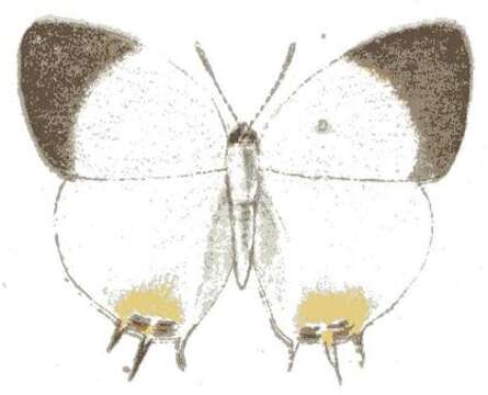 Image of Pseudaletis clymenus (H. H. Druce 1885)