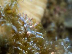 Image of Beautiful red-ring pastel slug