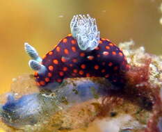 Image of Red spot blue gill black slug