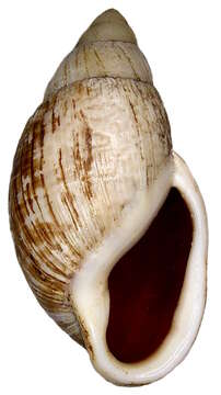 Image of Placostylus porphyrostomus