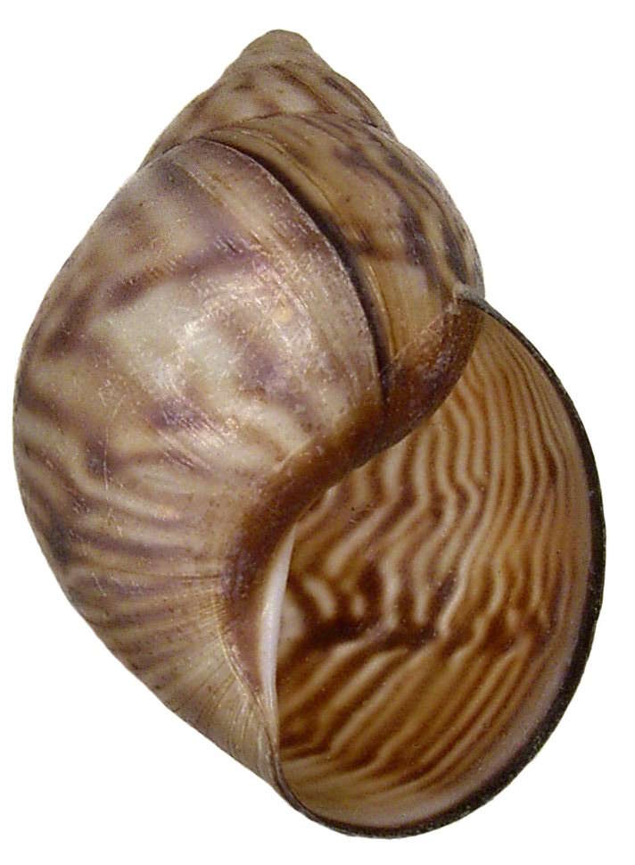 Image of Orthalicus maracaibensis