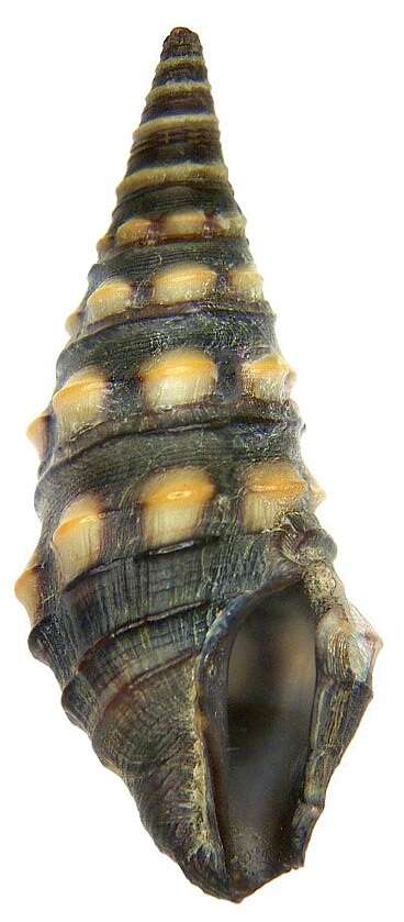 Image of Zonulispira grandimaculata (C. B. Adams 1852)